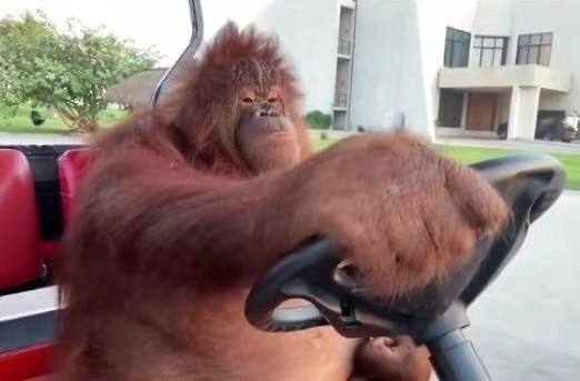 Create meme: monkey behind the wheel, Rambo the orangutan, orangutan driving