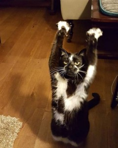 Create meme: cat, cat with the lifted paw