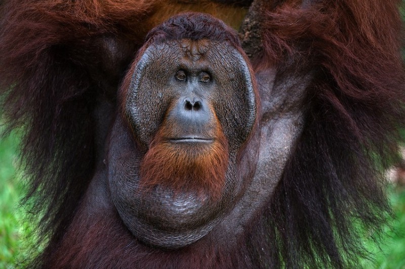 Create meme: orangutan monkey, brown orangutan, Sumatran orangutan