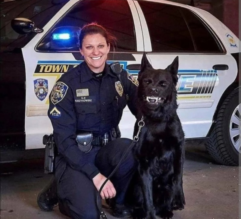 Create meme: police dog, police dog, american police dogs