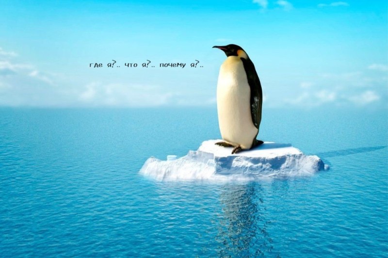 Create meme: penguins on an ice floe, penguins photos, penguin 