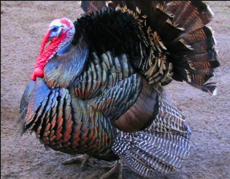 Create meme: Turkey , Turkey bronze chested, turkey bird