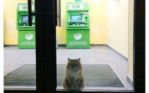Создать мем: банкомат, сбербанк, Греф в костюме кота