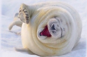 Создать мем: улыбнись, животные, тюлени антарктиды