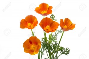 Создать мем: эшшольция цветок, эшшольция калифорнийская рисунок, эшшольция оранжевый король