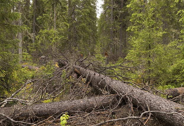 Create meme: taiga windfall, windfall, forest deadwood, siberian taiga