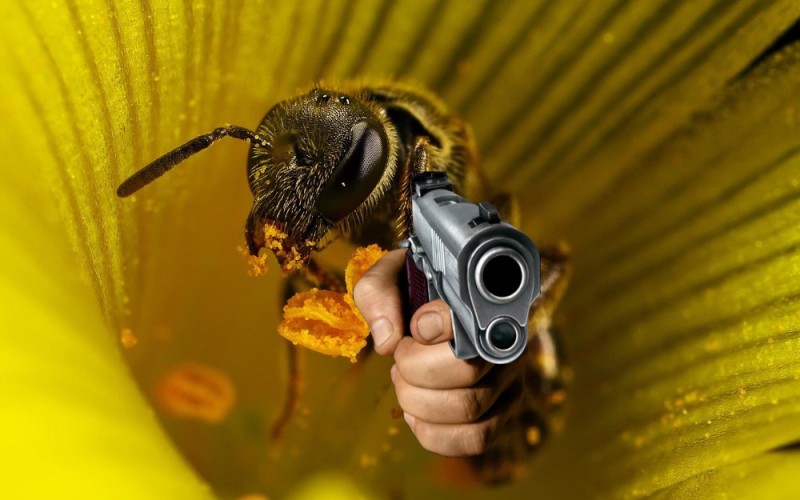 Create meme: a bee collects nectar, a bee near, bee 
