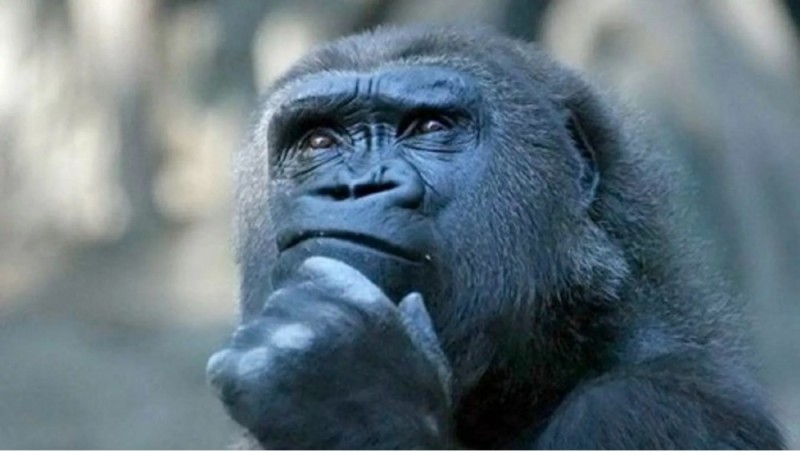 Create meme: pensive monkey , monkey thinks, gorilla 