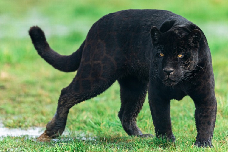 Создать мем: black jaguar, черная пантера ягуар, пантеры