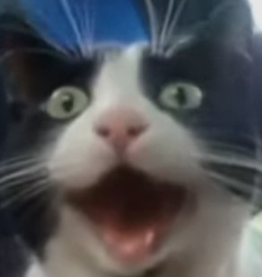 Создать мем: офигевший кот, смешные котики в шоке, удивляющийся кот