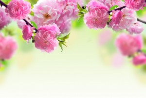 Create meme: spring background, cover for Facebook of flowers, spring cover for Facebook