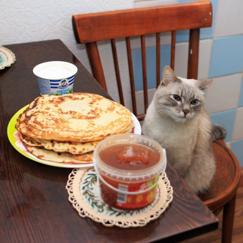 Create meme: the cat with the pancakes , cat with pancakes original, cat with pancakes memes