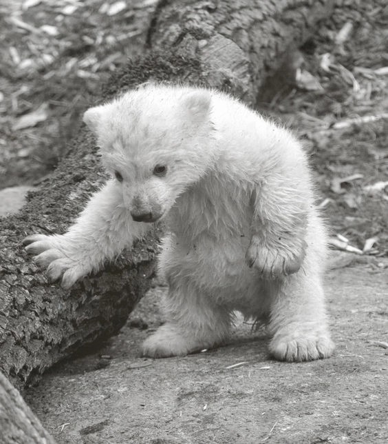 Создать мем: маленький полярный медвежонок, детеныш белого медведя, белый медведь милый