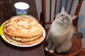 Create meme: the cat with the pancakes meme