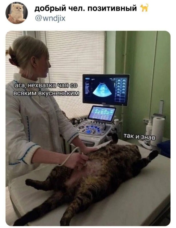 Create meme: ultrasound of the cat, kitty on ultrasound meme, cat on ultrasound