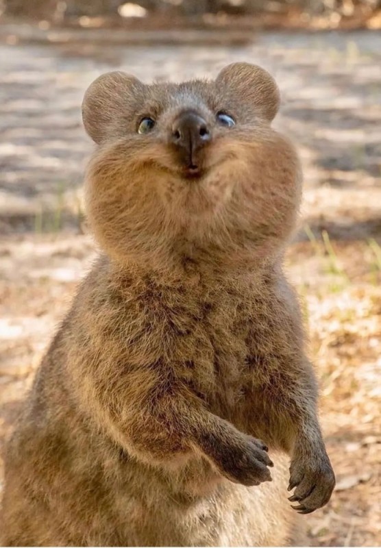 Create meme: quokka smiling, animal quokka, kangaroo quokka