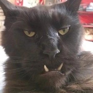 Create meme: cat, cats, black cat