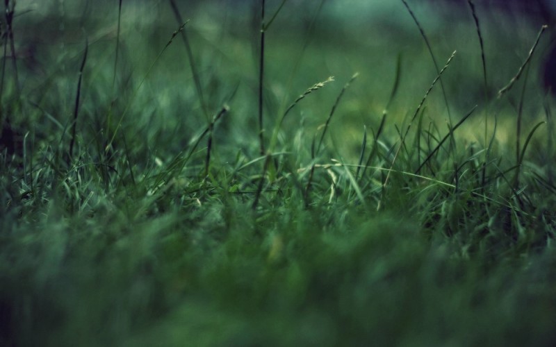 Create meme: nature grass, grass macro photography, grass 