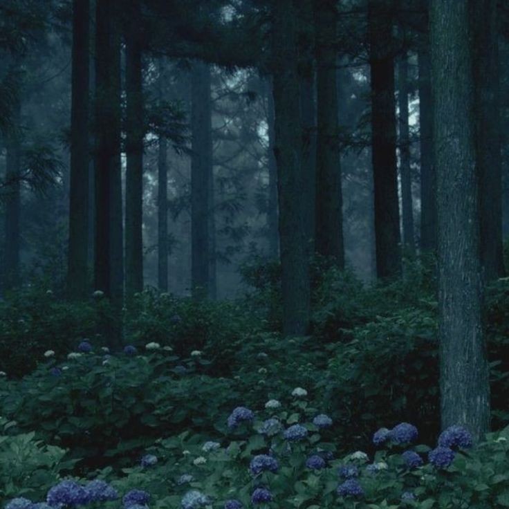 Создать мем: ночной лес, фон темный лес, ночь лес
