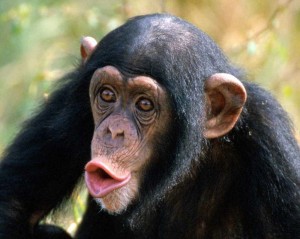 Создать мем: шимпанзе ларик, самка шимпанзе, шимпанзе бонобо