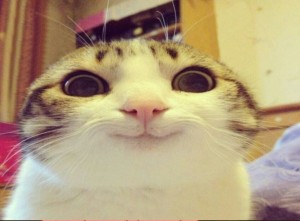 Создать мем: улыбающийся кот мем, спасибо за внимание, мем довольный кот