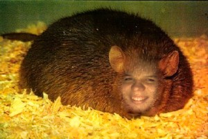 Create meme: fat mouse, rat animal