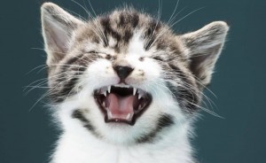 Создать мем: кошка, зевающий кот, cat