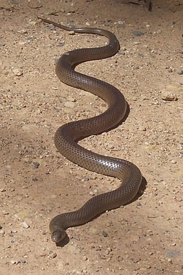 Create meme: a reticulated brown snake, the Eastern brown snake, mulga snake