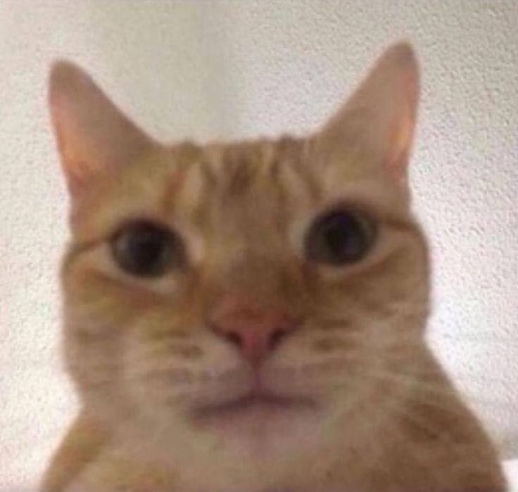 Создать мем: staring cat, мемный кот, кот из мемов