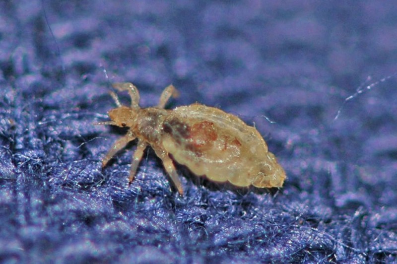 Create meme: the dress louse (pediculus humanus corporis), the dress louse, laundry ticks