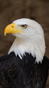 Создать мем: белоголовый орлан трамп, белоголовый орлан злой, орлан белоголовый фото информация