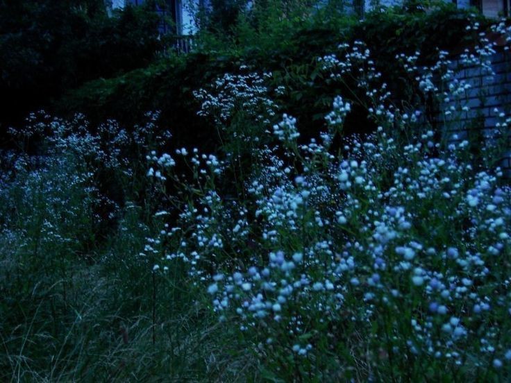 Create meme: blue flowers at night aesthetics, nature , forget-me-not flower