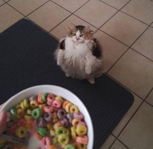 Create meme: funny animals, brother may i have the loops, Cat