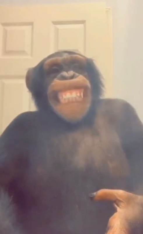 Create meme: chimpanzees , monkey , monkey laughter