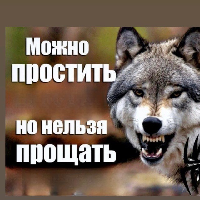 Create meme: Stupidity can be forgiven, but meanness cannot be forgiven., the wolf grin, aphorisms about mean people