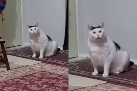 Create meme: cat fat, cat, bender the cat