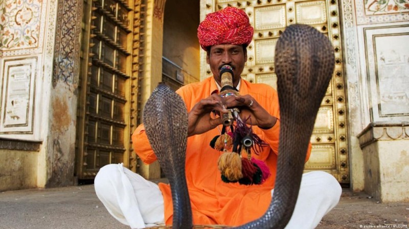 Создать мем: факир и кобра, заклинатели змей в индии, укротитель змей