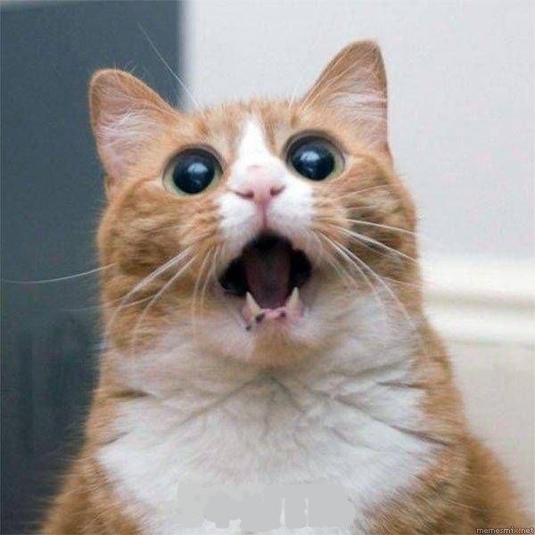 Create meme: cat funny , cat , surprised cat