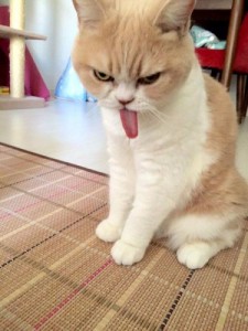Create meme: cat Japan, angry cat, funny cat