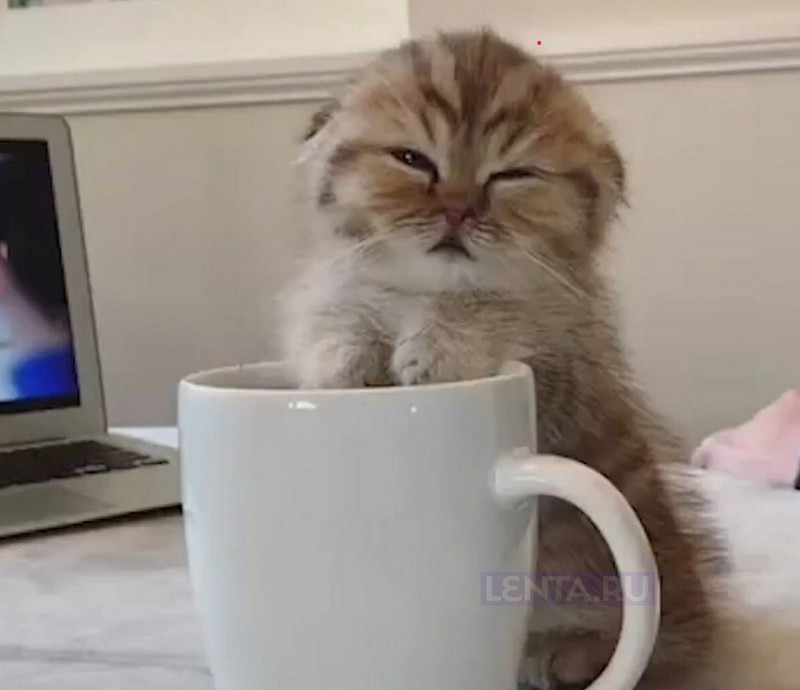 Create meme: animals funny, morning cat