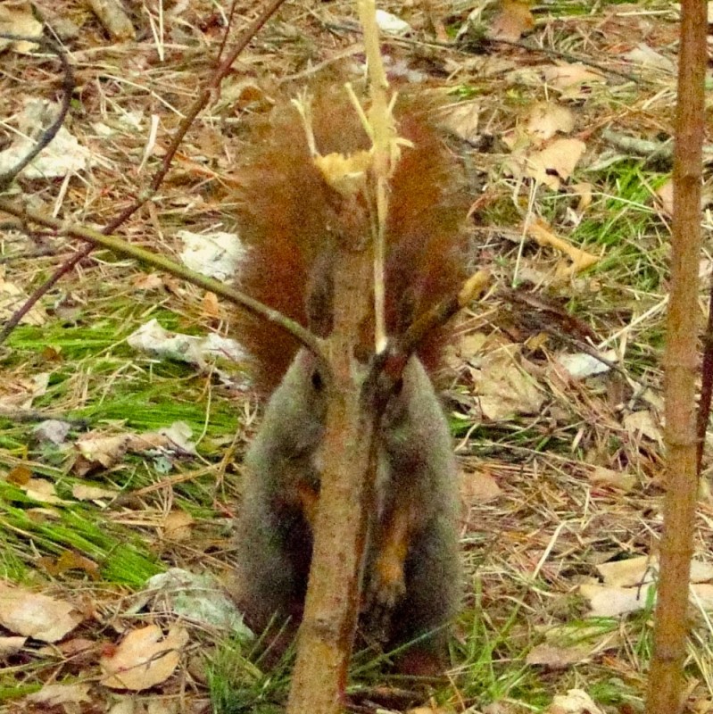 Create meme: protein , The squirrel is hiding, squirrel in the Park 