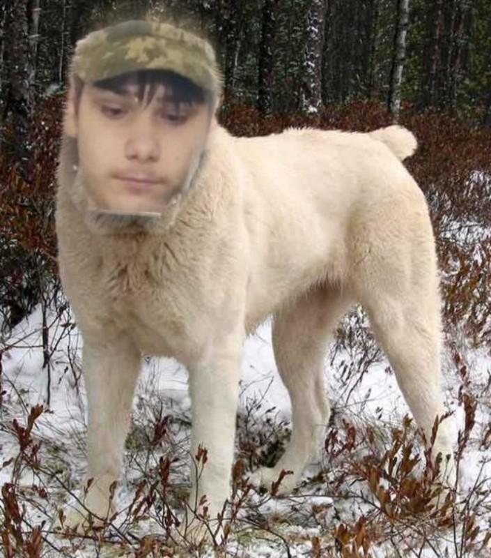 Create meme: Central Asian shepherd alabai, Central Asian shepherd dog , dog Alabai