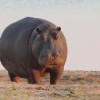 Create meme: animals Hippo, pygmy Hippo, hippopotamus hippopotamus