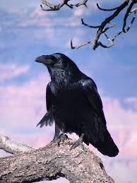 Create meme: bird crow, Raven black, Raven crow