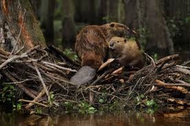 Create meme: beaver, beavers and their lodges, beaver