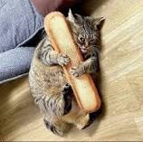 Create meme: cat with sausage, seals , animals cute