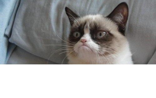 Create meme: the cat is a disgruntled meme, spanish cat meme, unhappy cat 