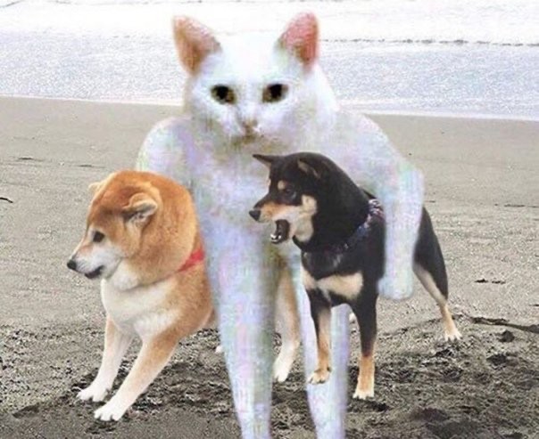 Create meme: shiba inu and the cat, cat with dogs meme, the breed is Shiba inu