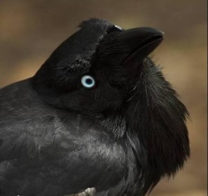 Create meme: Raven bird, Raven crow, Raven black