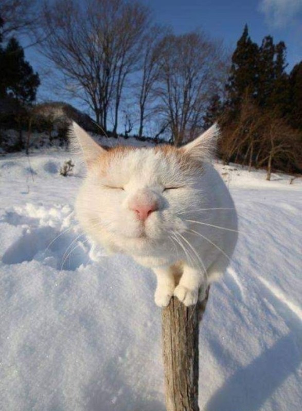 Создать мем: домашний котик, запахло весной, снежная кошка